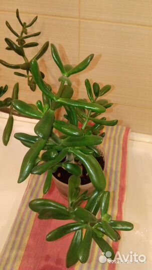 Крассула толстянка