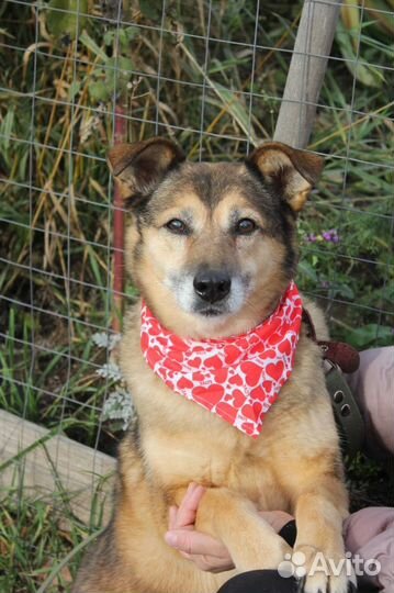 Собака в добрые руки