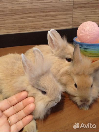 Декоративные кролики
