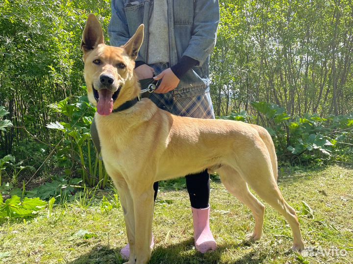 Собаку Арчи оставили из-за переезда