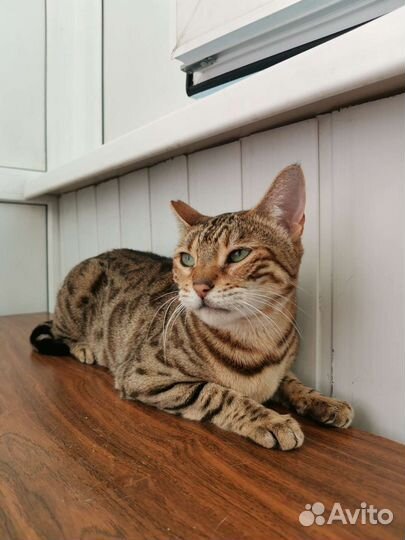 Бенгальская кошка в дар