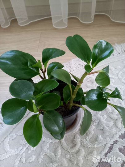 Пеперомия туполистная