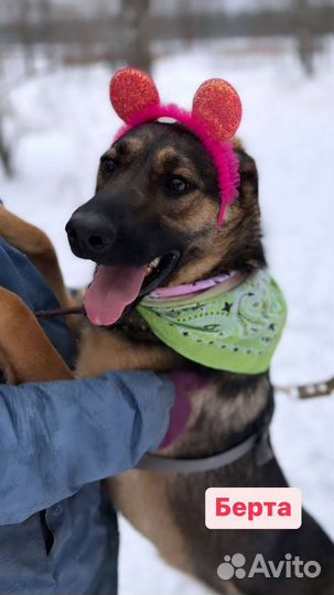 Берта, живущая в приюте