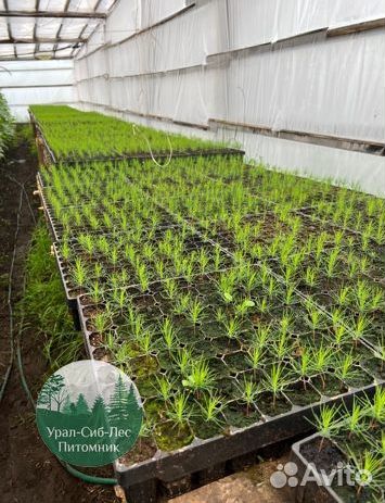 Зкс и окс Сосна Ель Лиственница сеянцы Голуб горн