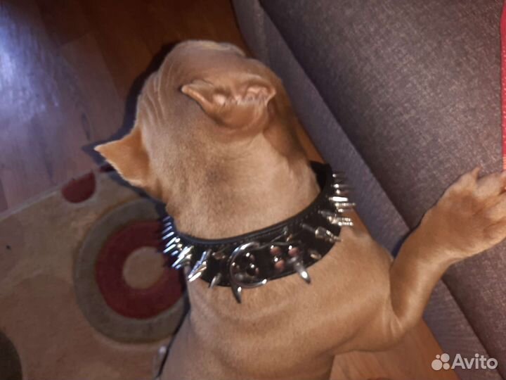 Стильный ошейник для любимца