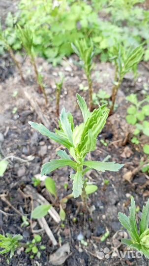 Ромашка канадская (гигантская осенняя ромашка)