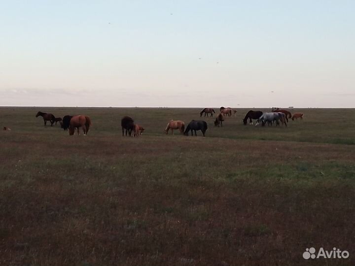 Лошади, жеребята