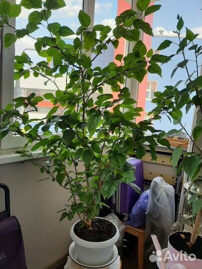 Гибискус (китайская роза)