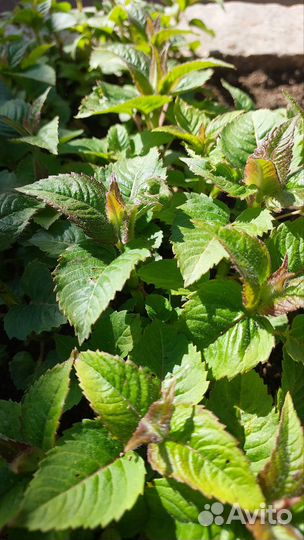 Монарда (садовый бергамот). Рассада