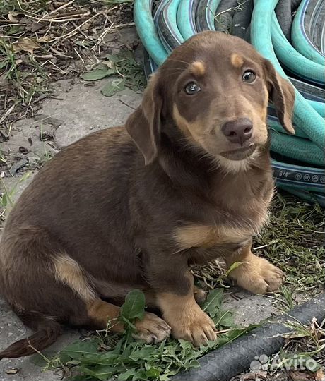 Щенки маленькой собачки