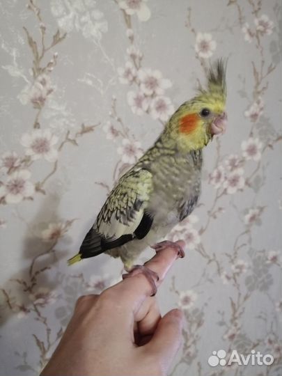 Попугай корелла птенец