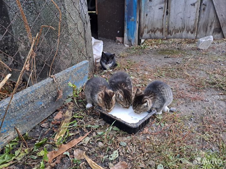 Котята в добрые руки