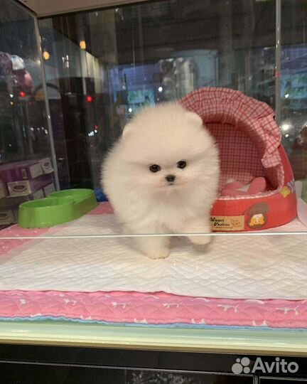 Эксклюзивные VIP мини шпицы беби фейс