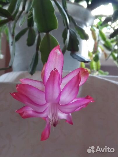 Декабристы