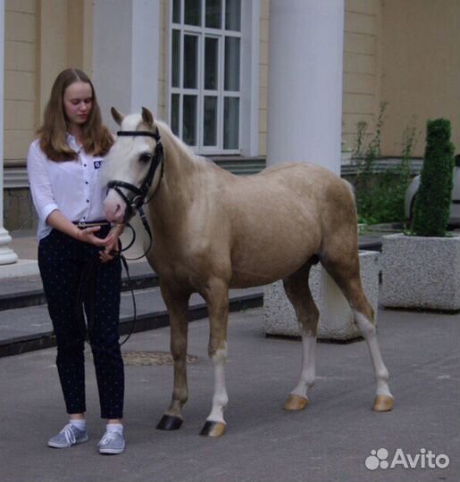 Уэльский жеребец для случки