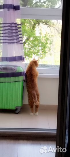 Отдадим кота в добрые руки