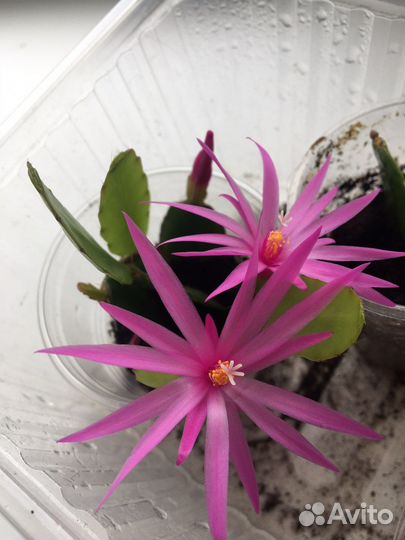 Рипсалидопсис