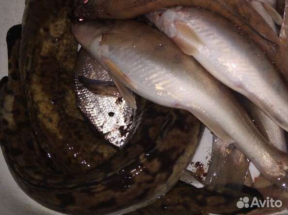 Продукты питания