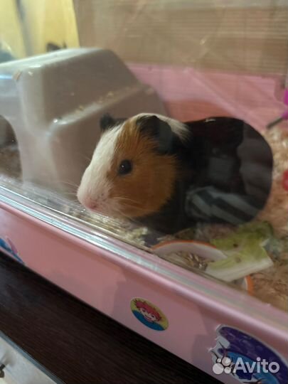 Морская свинка