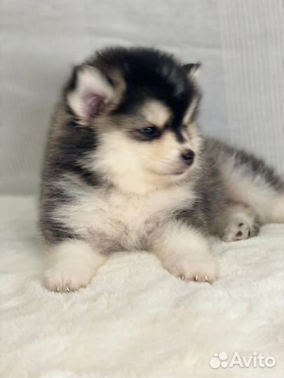 Микро помски- померанский мини хаски