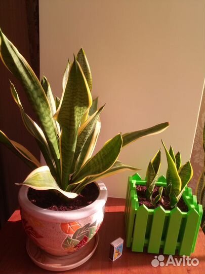 Сансевиерия сортовая