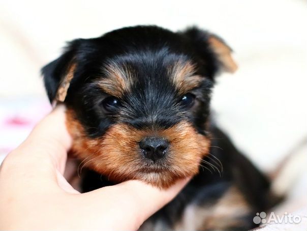 Девочки йоркширский терьер