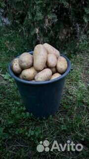 Картофель домашний