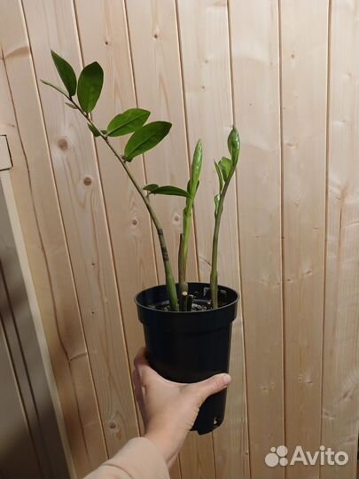 Замиокулькас