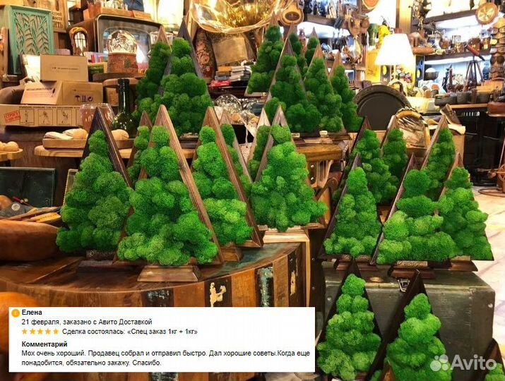 Стабилизированный мох ягель интерьер стен декор