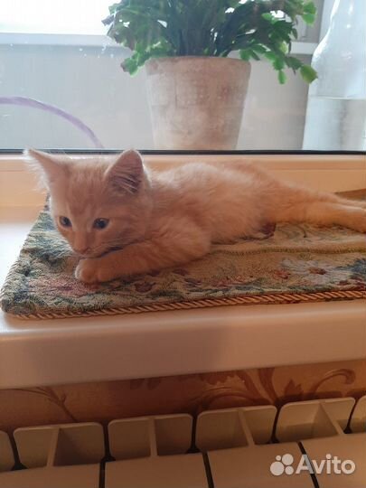 Котята бесплатно