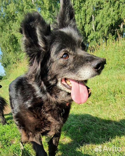 Собака Буся