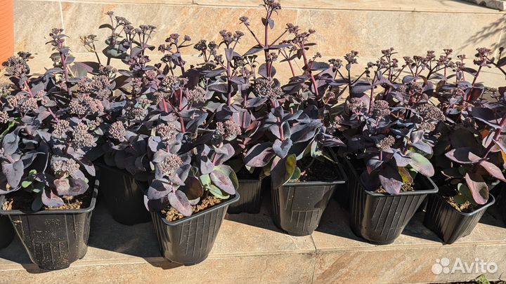 Остаток (седум)