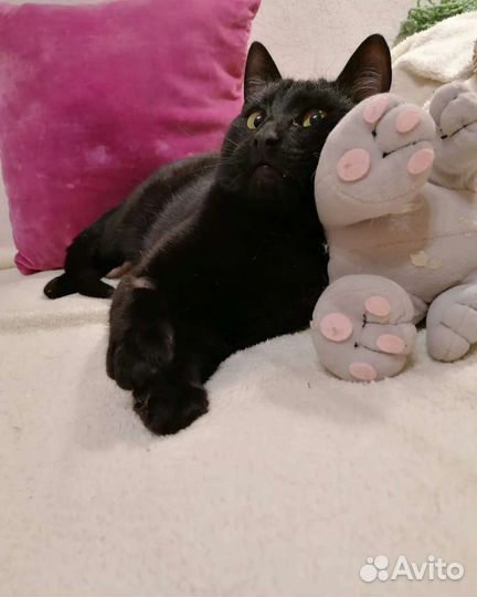 Котик в добрые руки