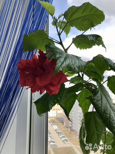 Гибискус китайская роза