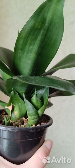 Сансевиерии