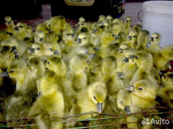 Гусята серые крупные
