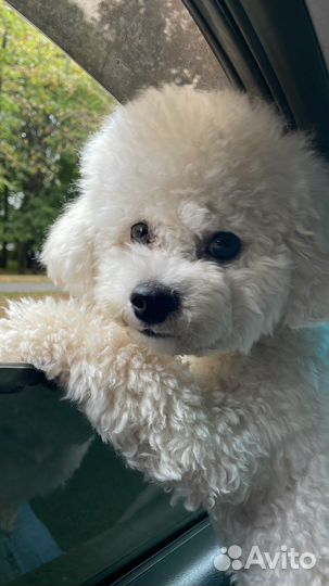 Бишон фризе вязка