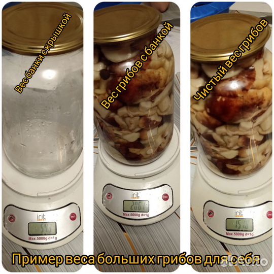 Грибы тополиная рядовка (опята) маринованные
