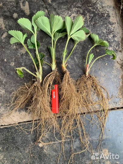 Рассада клубники