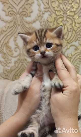 Шотландская