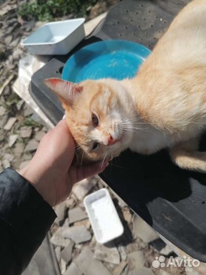 Котики бесплатно в добрые руки