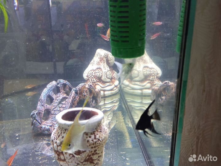 Рыбы скалярии