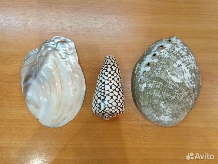 Ракушки декоративные