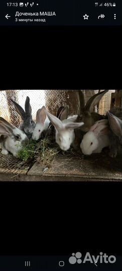 Крольчата 2-3 месяца