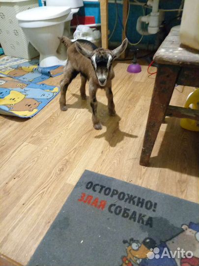 Продам козлят
