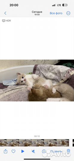 Котята в добрые руки