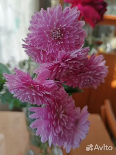 Саженцы дубков