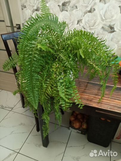 Папоротник