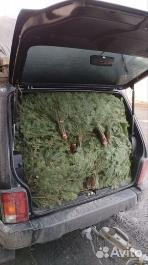 Веники для бани берёза, дуб, липа, пихта