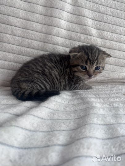 Котята шотландцы